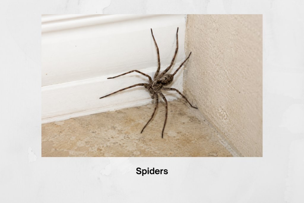 Spider Control in New Port Richey, Florida