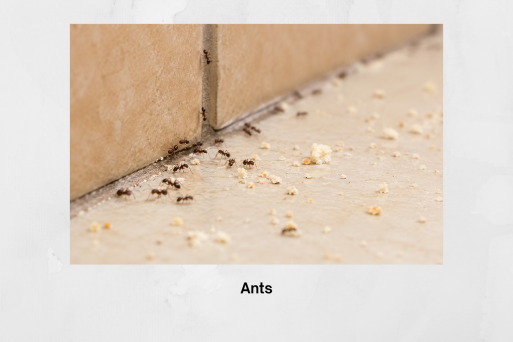 Ants in Trinity, Florida and Pasco County