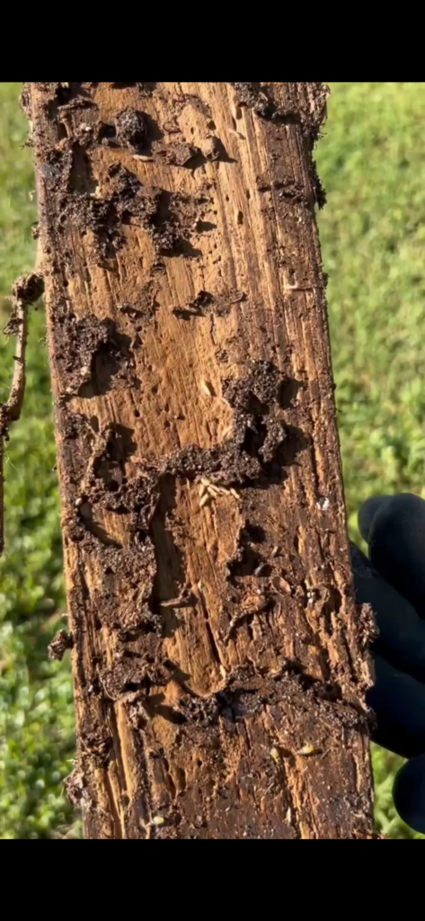 A plank of wood with termites crawling on it