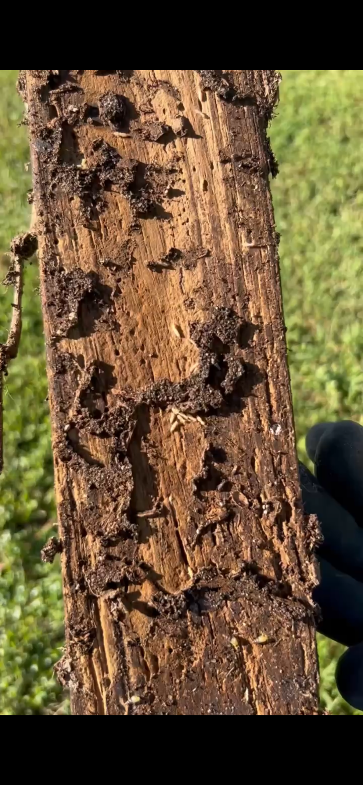 A plank of wood with termites crawling on it